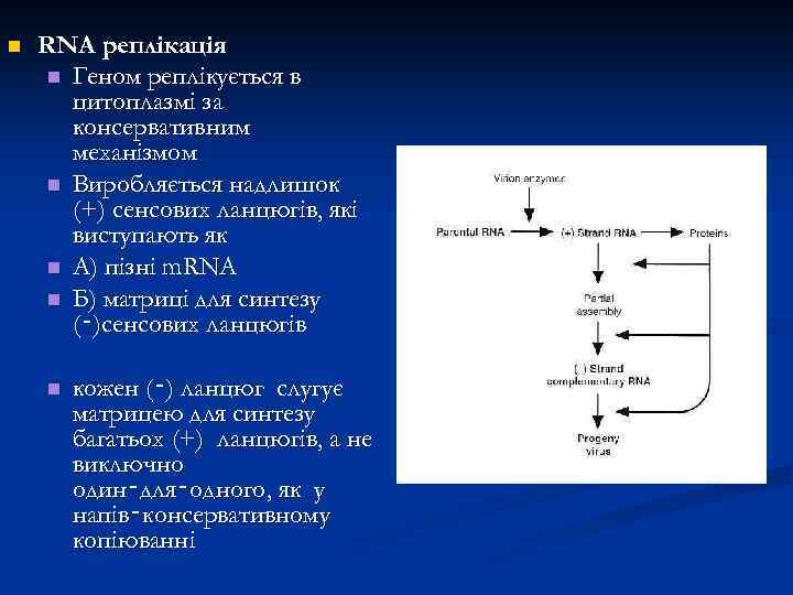 n RNA реплікація n Геном реплікується в цитоплазмі за консервативним механізмом n Виробляється надлишок