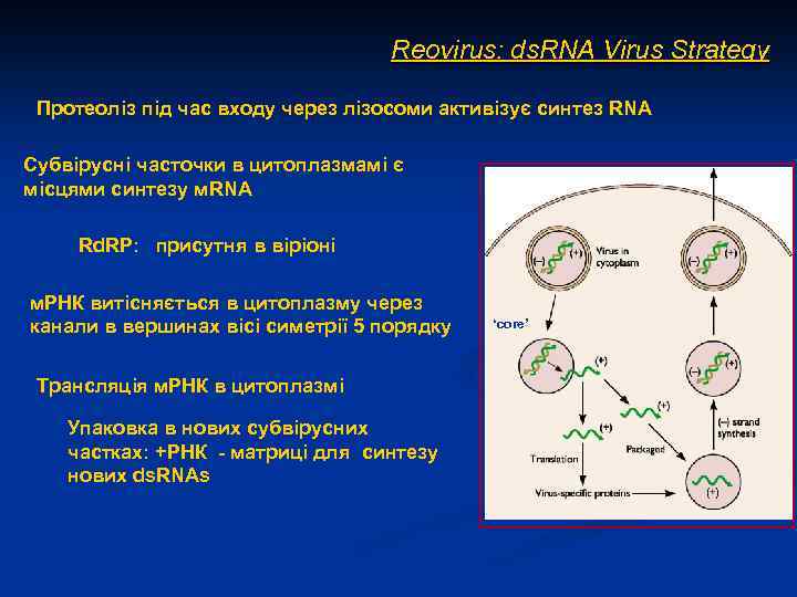 Reovirus: ds. RNA Virus Strategy Протеоліз під час входу через лізосоми активізує синтез RNA