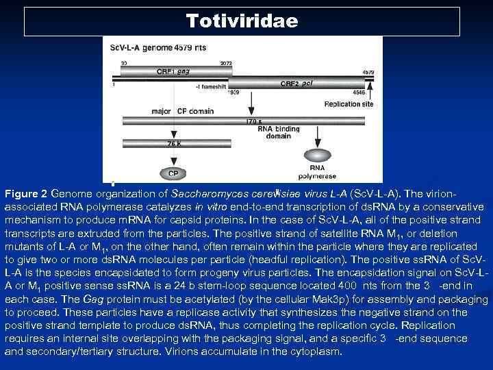 Totiviridae Figure 2 Genome organization of Saccharomyces cerevisiae virus L-A (Sc. V-L-A). The virionassociated