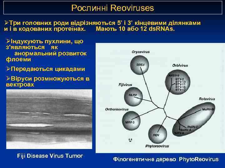 Рослинні Reoviruses ØТри головних роди відрізняються 5’ і 3’ кінцевими ділянками и і в