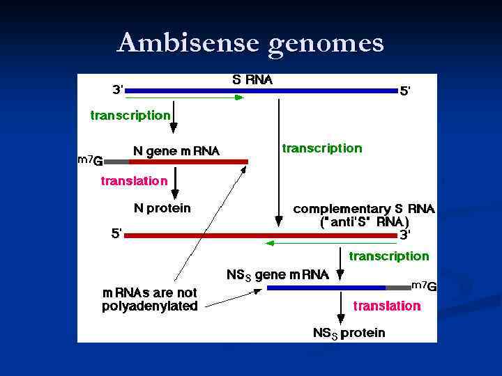 Ambisense genomes 