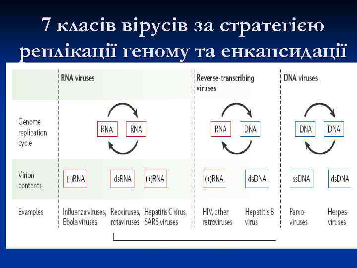 7 класів вірусів за стратегією реплікації геному та енкапсидації 