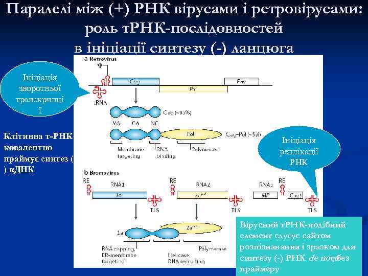 Паралелі між (+) РНК вірусами і ретровірусами: роль т. РНК-послідовностей в ініціації синтезу (-)