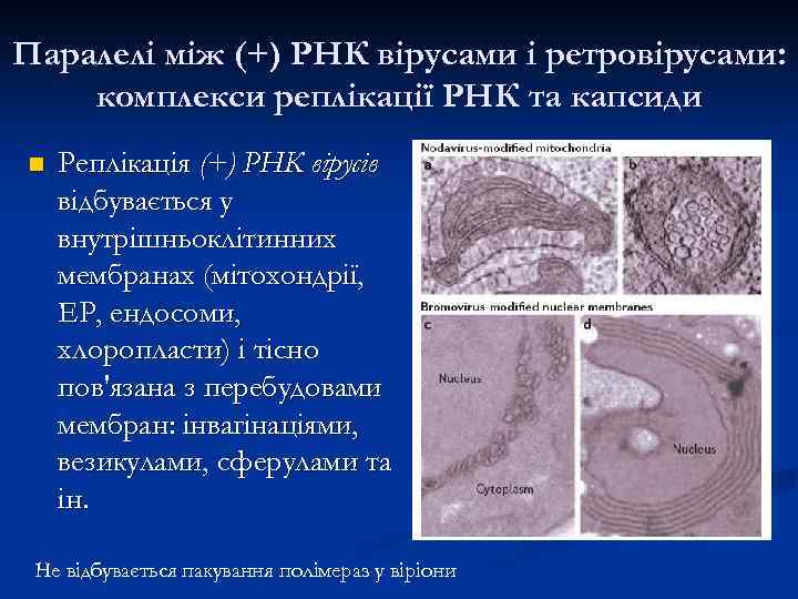 Паралелі між (+) РНК вірусами і ретровірусами: комплекси реплікації РНК та капсиди n Реплікація