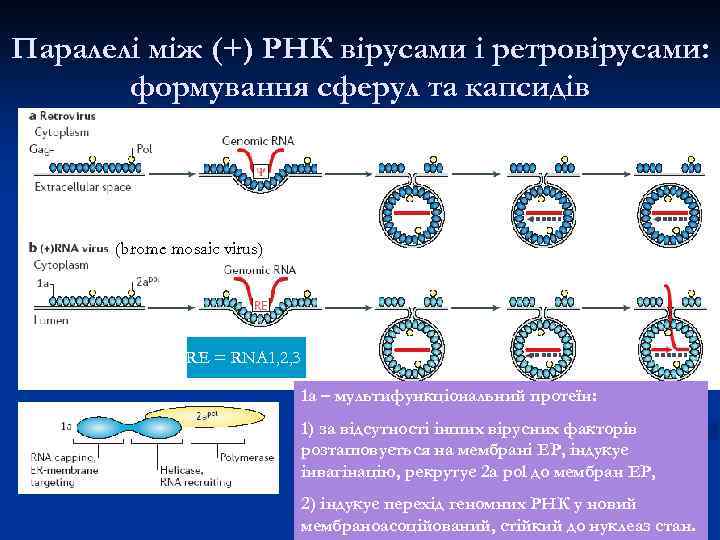 Паралелі між (+) РНК вірусами і ретровірусами: формування сферул та капсидів (brome mosaic virus)