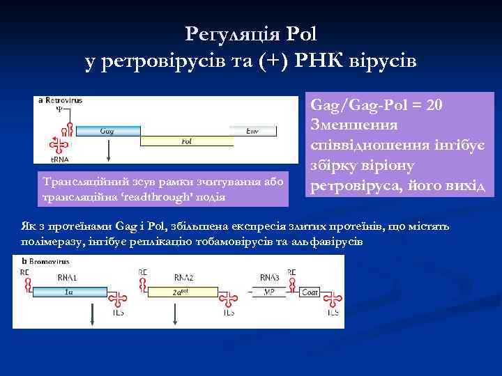 Регуляція Pol у ретровірусів та (+) РНК вірусів Трансляційний зсув рамки зчитування або трансляційна