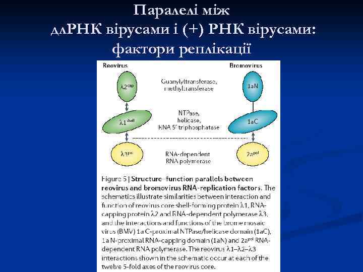 Паралелі між дл. РНК вірусами і (+) РНК вірусами: фактори реплікації 