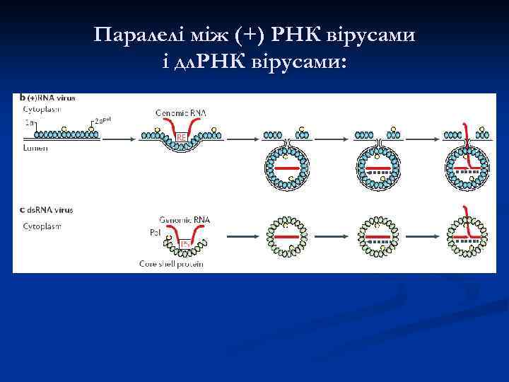 Паралелі між (+) РНК вірусами і дл. РНК вірусами: 