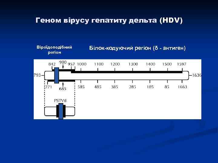 Геном вірусу гепатиту дельта (HDV) Віроїдоподібний регіон Білок-кодуючий регіон (δ - антиген) 