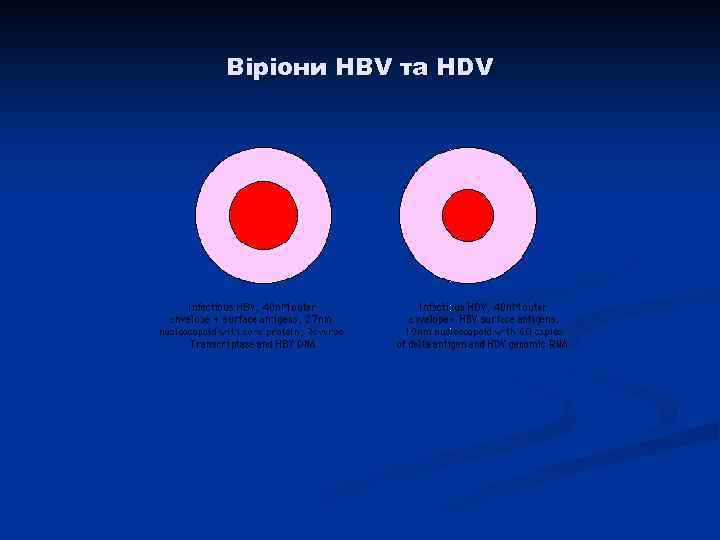 Віріони HBV та HDV 