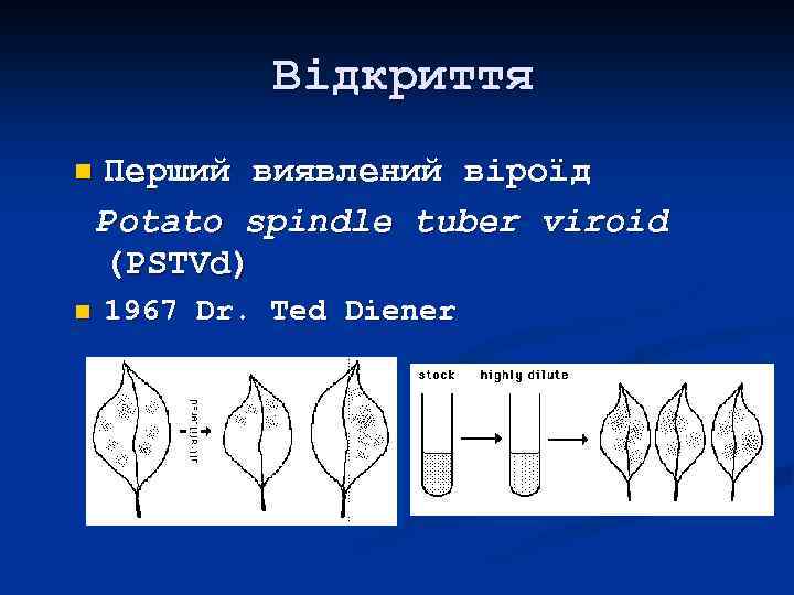 Відкриття n n Перший виявлений віроїд Potato spindle tuber viroid (PSTVd) 1967 Dr. Ted