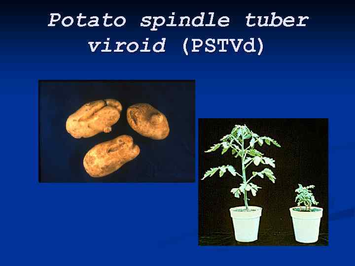 Potato spindle tuber viroid (PSTVd) 