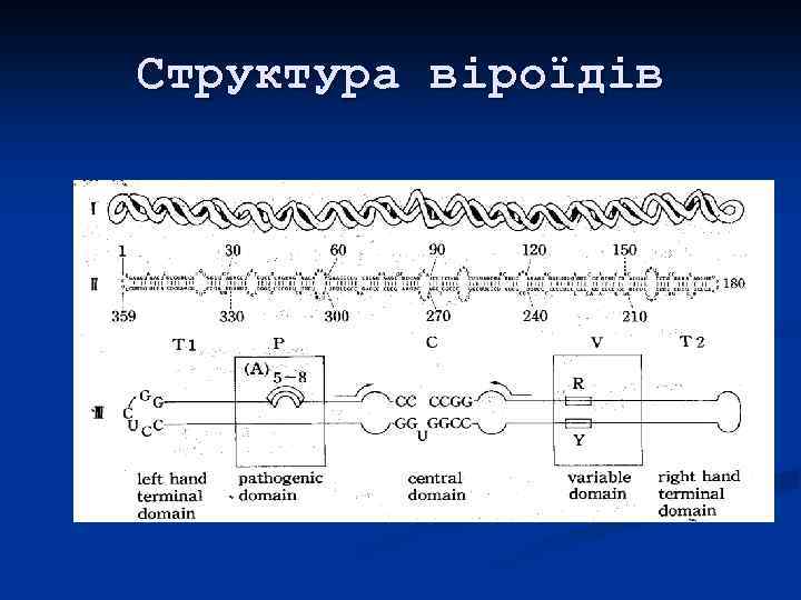 Структура віроїдів 