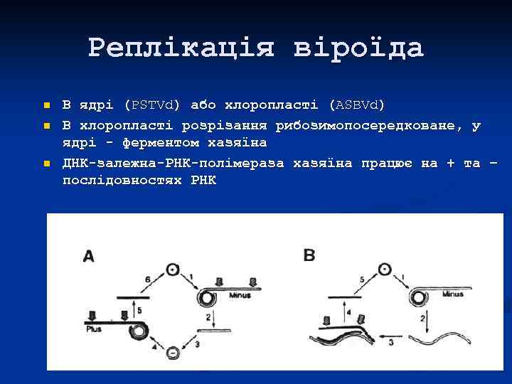 Реплікація віроїда n n n В ядрі (PSTVd) або хлоропласті (ASBVd) В хлоропласті розрізання