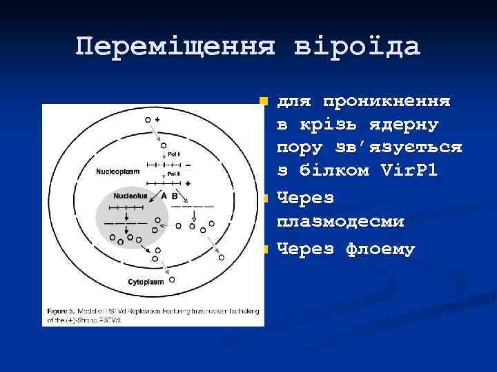 Переміщення віроїда n n n для проникнення в крізь ядерну пору зв’язується з білком