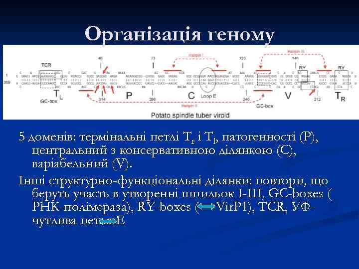 Організація геному 5 доменів: термінальні петлі Tr і Тl, патогенності (Р), центральний з консервативною