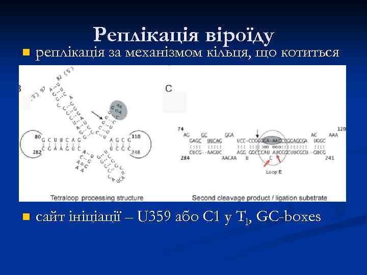 Реплікація віроїду n реплікація за механізмом кільця, що котиться n сайт ініціації – U