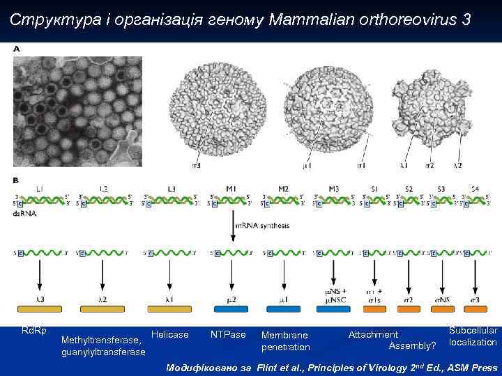 Структура і організація геному Mammalian orthoreovirus 3 Electron micrograph Infectious subviral particle (ISVP) Virion