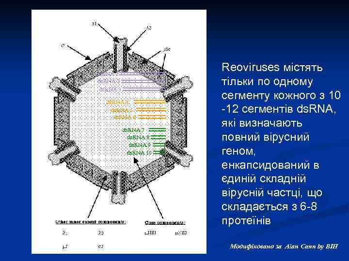 ds. RNA 1 ds. RNA 2 ds. RNA 3 ds. RNA 4 ds. RNA