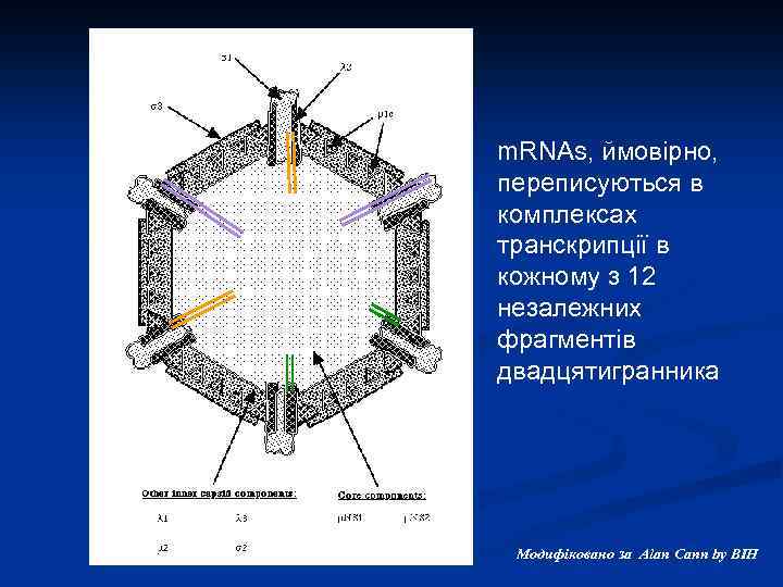 m. RNAs, ймовірно, переписуються в комплексах транскрипції в кожному з 12 незалежних фрагментів двадцятигранника