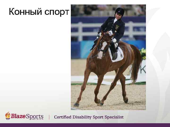 Конный спорт 