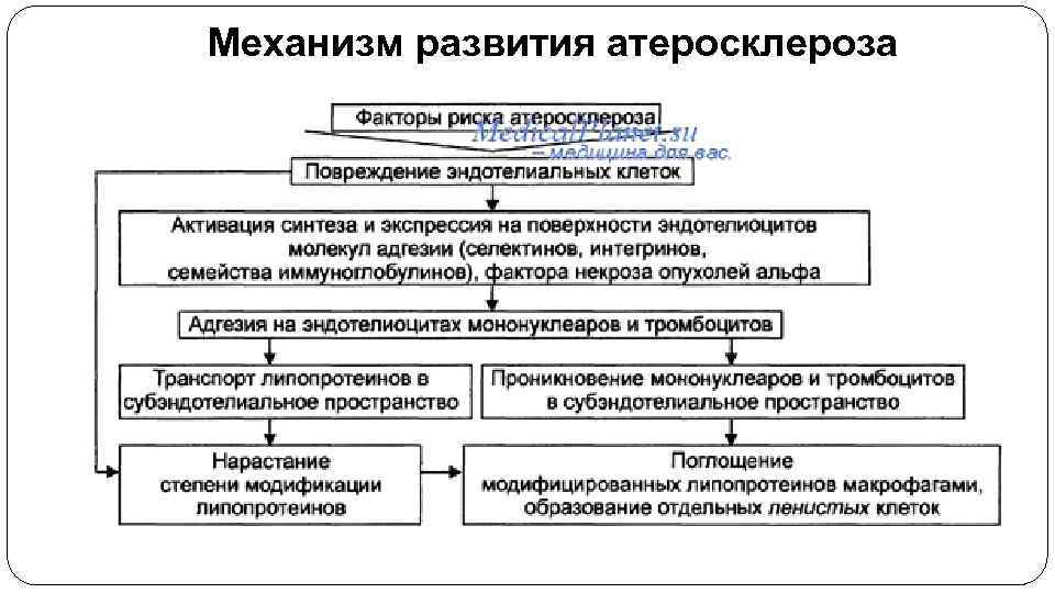 Схема развития атеросклероза