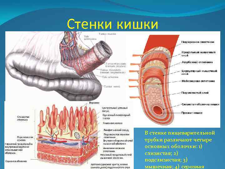 Стенки кишки В стенке пищеварительной трубки различают четыре основных оболочки: 1) слизистая; 2) подслизистая;