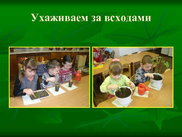 Ухаживаем за всходами 