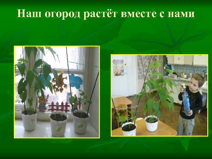 Наш огород растёт вместе с нами 