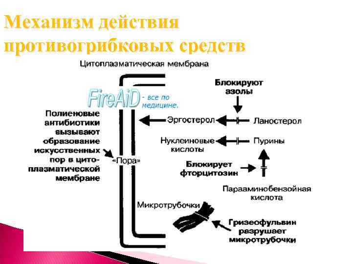 Механизм действия противогрибковых средств 