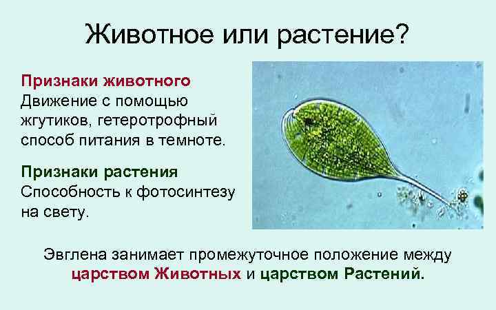 Простейшие класс жгутиковые