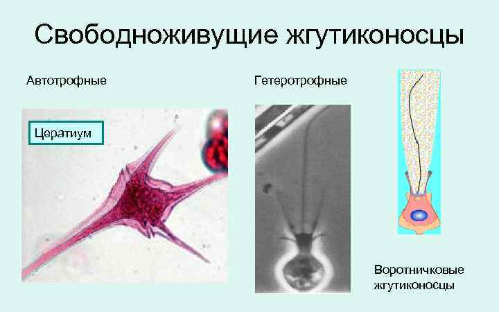 Свободноживущие жгутиконосцы Автотрофные Гетеротрофные Цератиум Воротничковые жгутиконосцы 