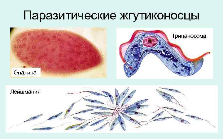 Строение лейшмания рисунок