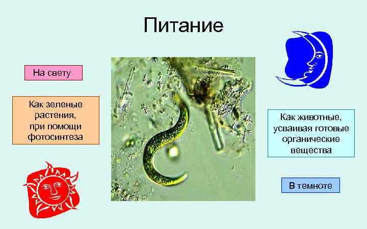 Питание На свету Как зеленые растения, при помощи фотосинтеза Как животные, усваивая готовые органические