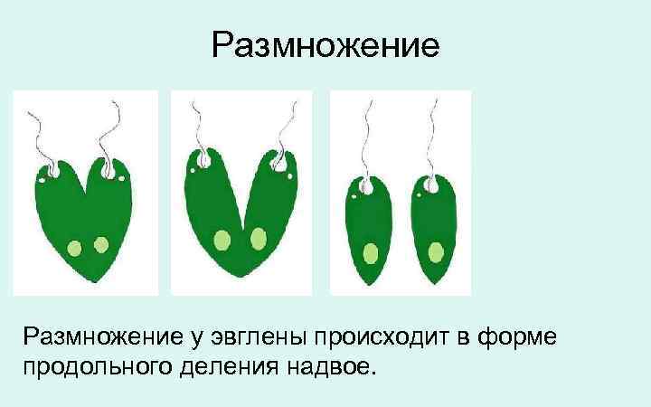 Размножение у эвглены происходит в форме продольного деления надвое. 