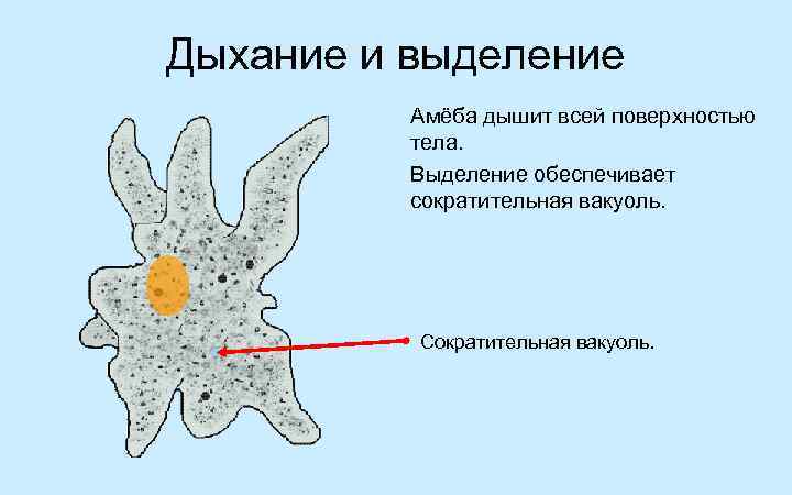 Дыхание и выделение Амёба дышит всей поверхностью тела. Выделение обеспечивает сократительная вакуоль. Сократительная вакуоль.