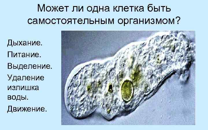 Может ли одна клетка быть самостоятельным организмом? Дыхание. Питание. Выделение. Удаление излишка воды. Движение.