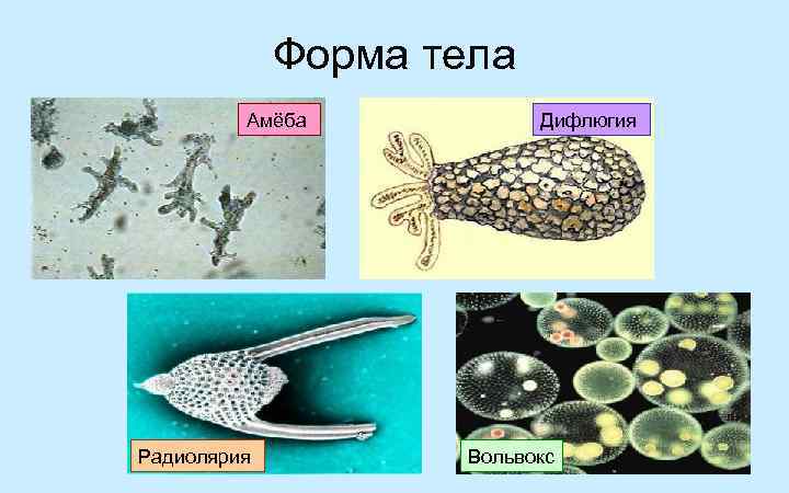 Форма тела Амёба Радиолярия Дифлюгия Вольвокс 