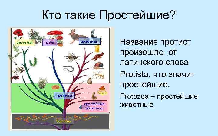 Почему растения живые организмы