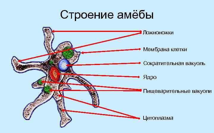 Строение амёбы Ложноножки Мембрана клетки Сократительная вакуоль Ядро Пищеварительные вакуоли Цитоплазма 