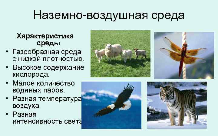Наземно-воздушная среда • • • Характеристика среды Газообразная среда с низкой плотностью. Высокое содержание