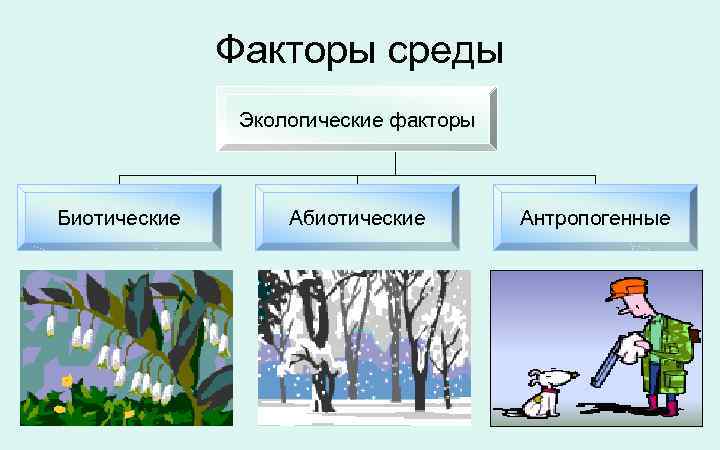 Экологические факторы среды 9 класс тест. Экологические факторы. Экологические факторы среды абиотические биотические антропогенные.