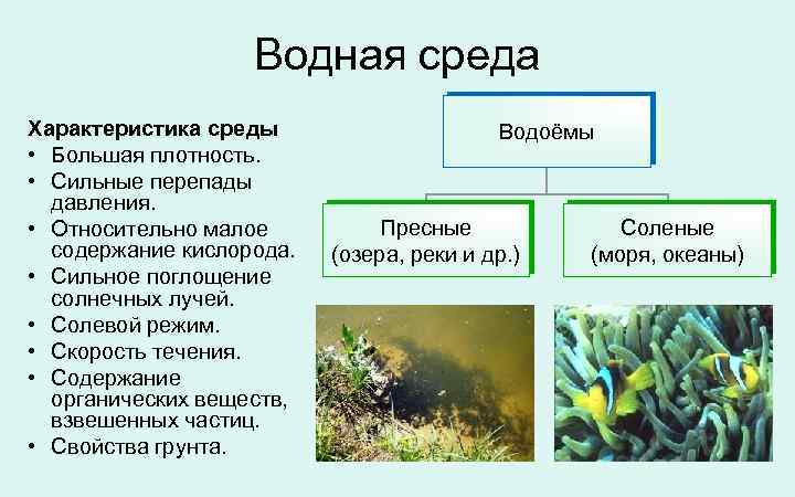 На рисунке показаны обитатели водной среды жизни которые называются