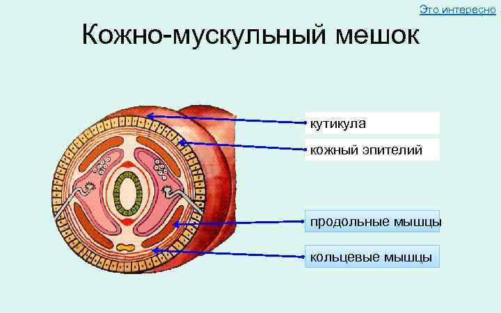 Это интересно Кожно-мускульный мешок кутикула кожный эпителий продольные мышцы кольцевые мышцы 