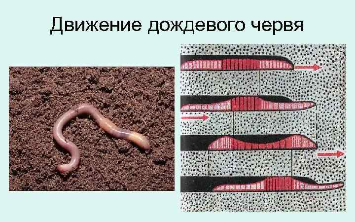Движение дождевого червя 