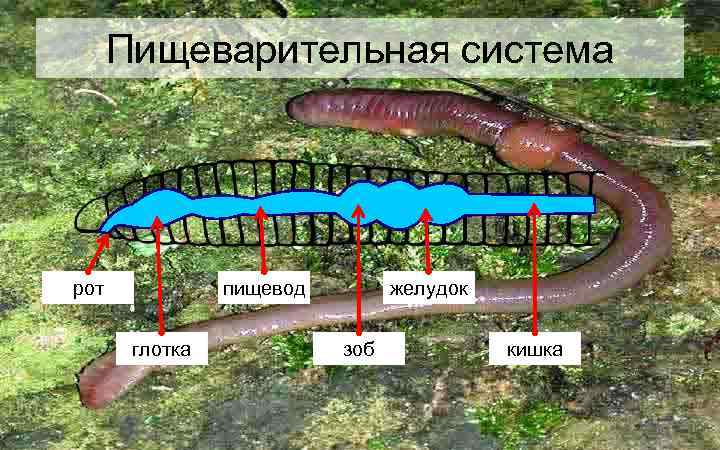 Пищеварительная система пищевод рот глотка желудок зоб кишка 