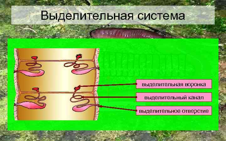 Выделительная система выделительная воронка выделительный канал выделительные трубочки выделительное отверстие 