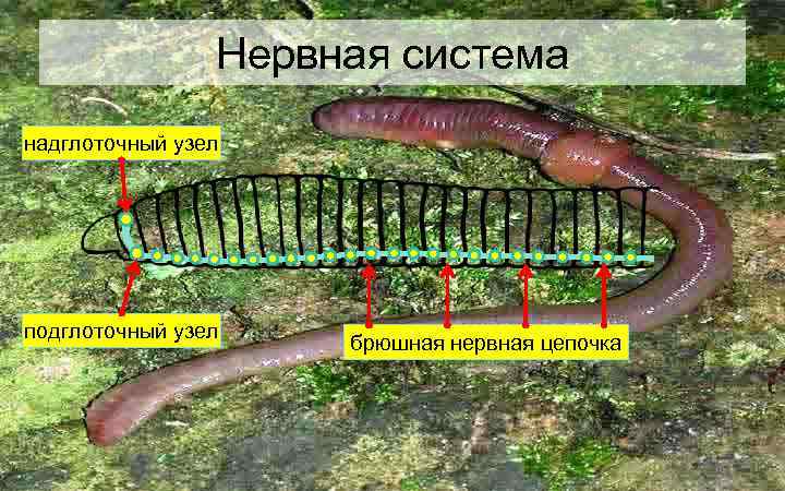 Нервная система надглоточный узел подглоточный узел брюшная нервная цепочка 