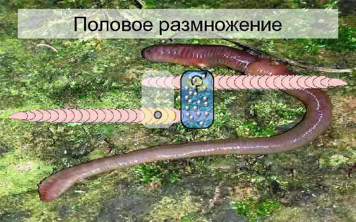 Половое размножение 