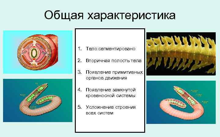 Общая характеристика 1. Тело сегментировано 2. Вторичная полость тела 3. Появление примитивных органов движения